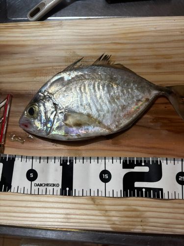 シマアジの釣果