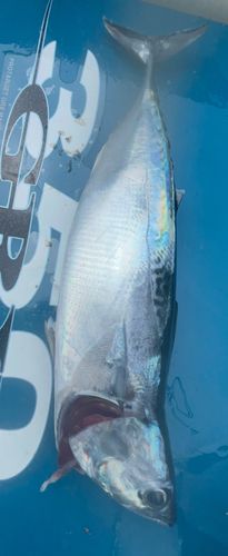 ヒラソウダの釣果