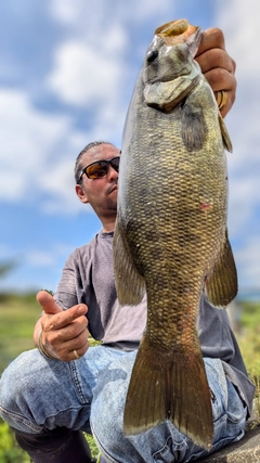 スモールマウスバスの釣果