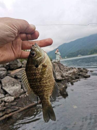 ブルーギルの釣果