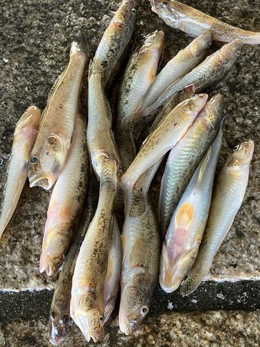 ハゼの釣果