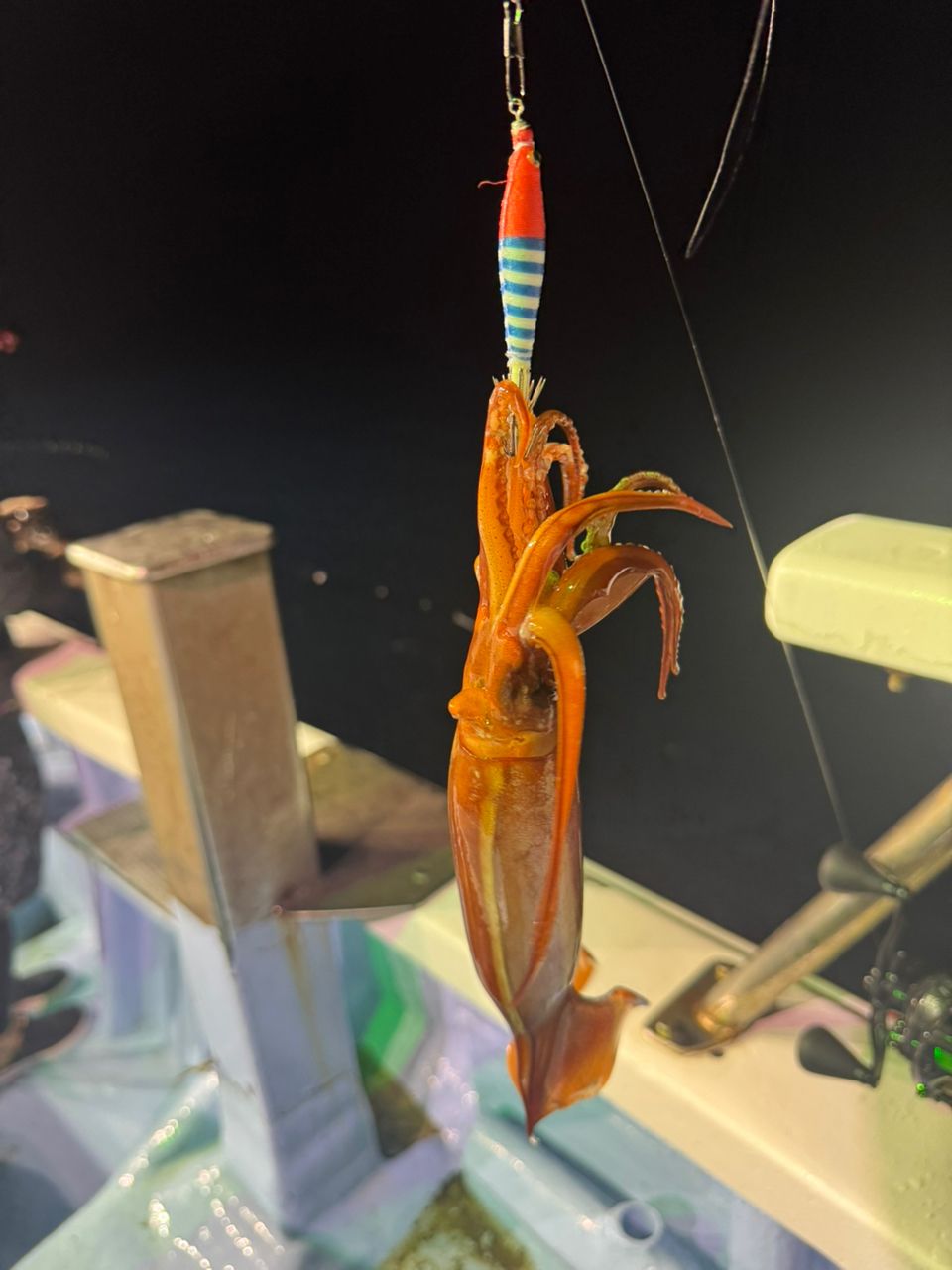 めぐまいさんの釣果 2枚目の画像