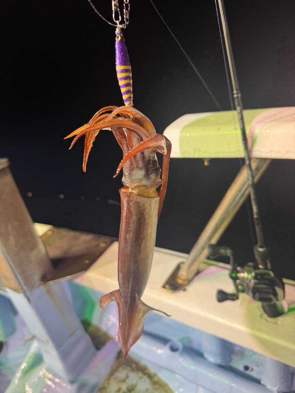 めぐまいさんの釣果 3枚目の画像