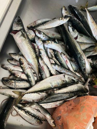 サバの釣果
