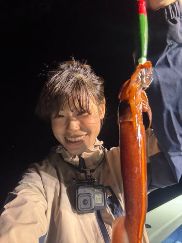 イカの釣果