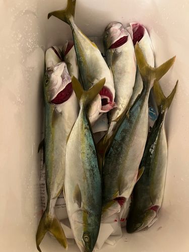 ワカシの釣果