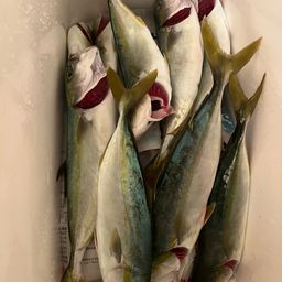 ワカシ