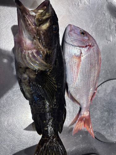 ベッコウゾイの釣果