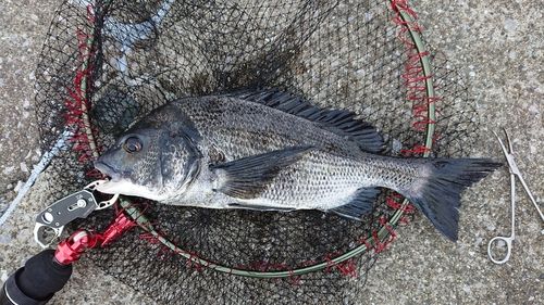 クロダイの釣果