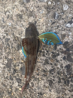 ホウボウの釣果