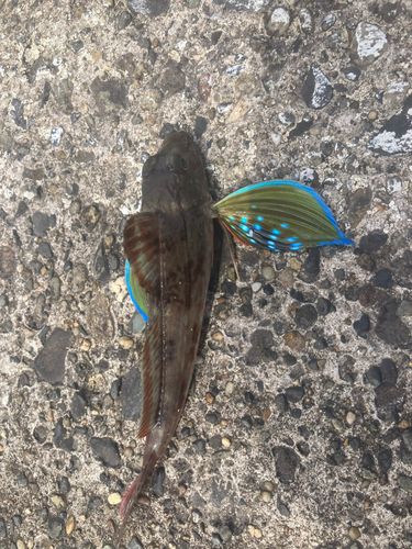 ホウボウの釣果