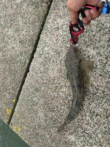マゴチの釣果