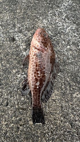 釣果