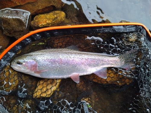 ニジマスの釣果