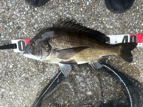 クロダイの釣果