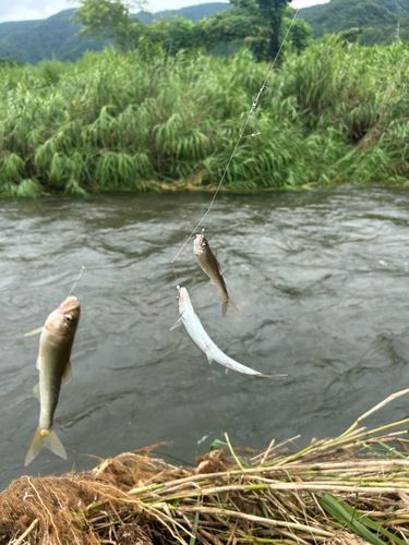 コアユの釣果