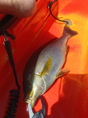 イサキの釣果