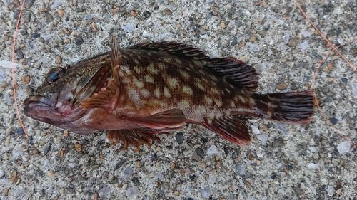 カサゴの釣果