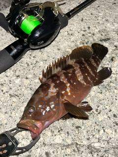 キジハタの釣果