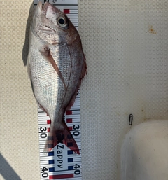 タイの釣果