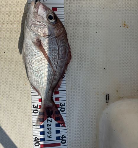 タイの釣果