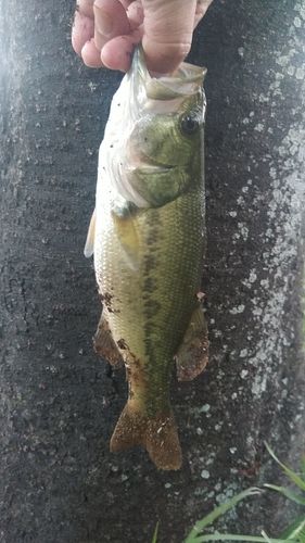 ラージマウスバスの釣果