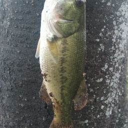 ラージマウスバス