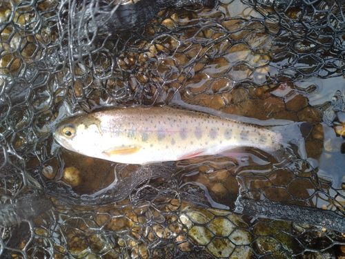 ニジマスの釣果