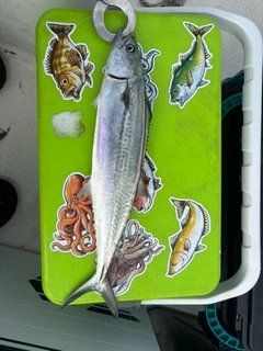 サゴシの釣果