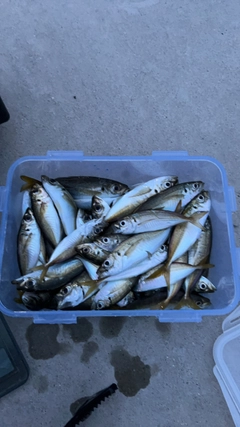 マアジの釣果