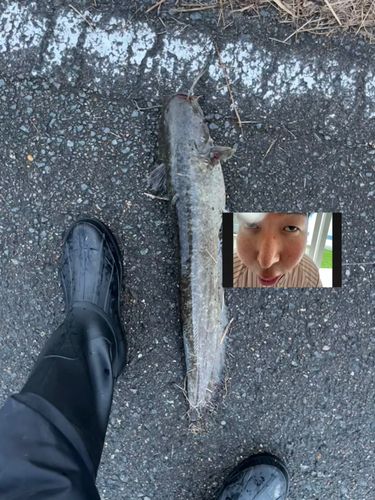 ナマズの釣果