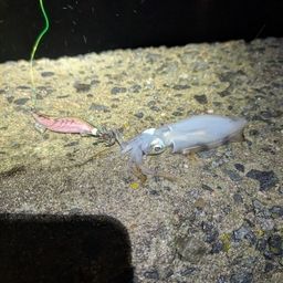 アオリイカ