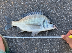 チヌの釣果