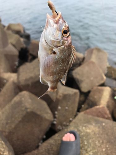 チャリコの釣果