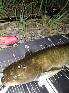 ナマズの釣果