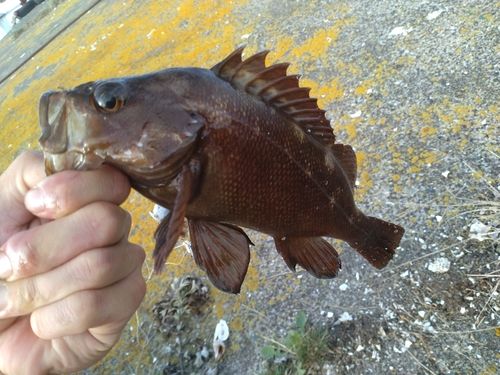 エゾメバルの釣果