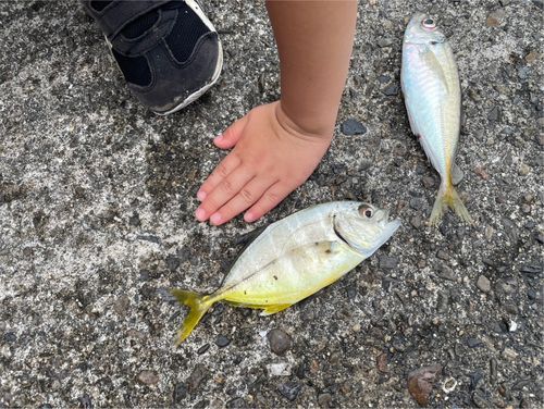 ギンガメアジの釣果