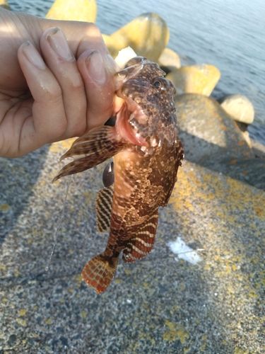 ニジカジカの釣果