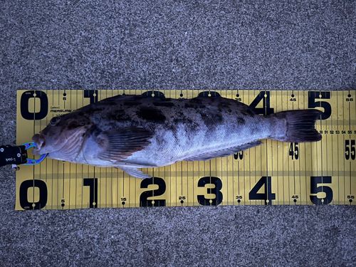 アイナメの釣果