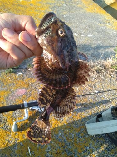 ギスカジカの釣果