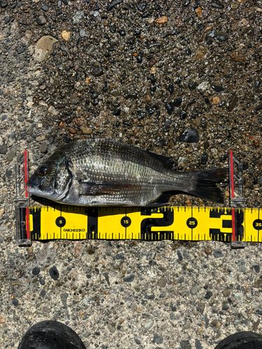 クロダイの釣果