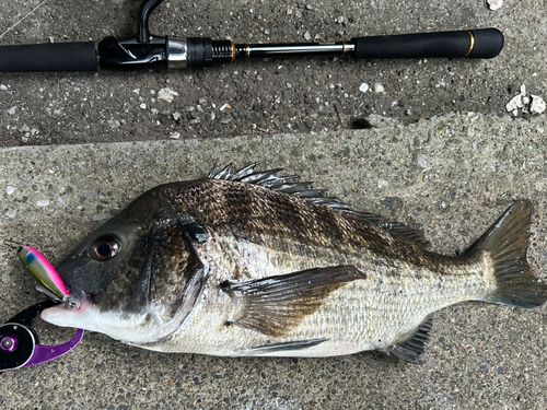 クロダイの釣果