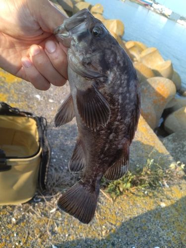 クロソイの釣果