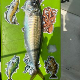 アジ