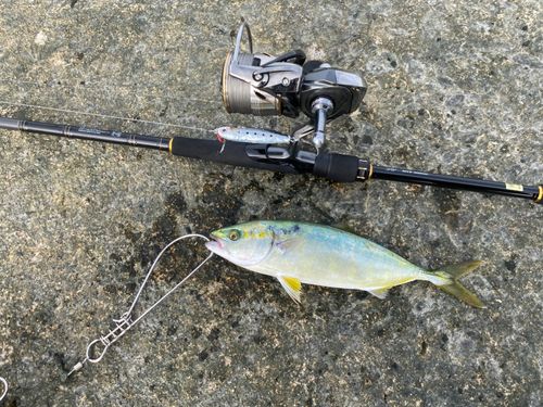 コゾクラの釣果