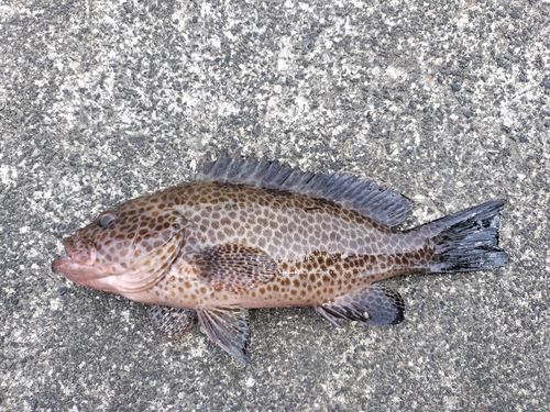 オオモンハタの釣果