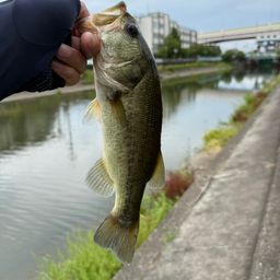 ラージマウスバス