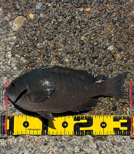 メジナの釣果