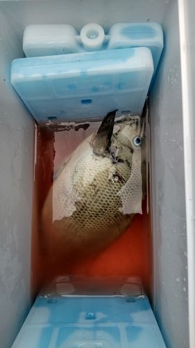 メジナの釣果