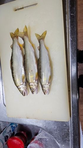 アユの釣果